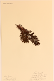 Taxus brevifolia RCPGdnHerbarium  (8).JPG
